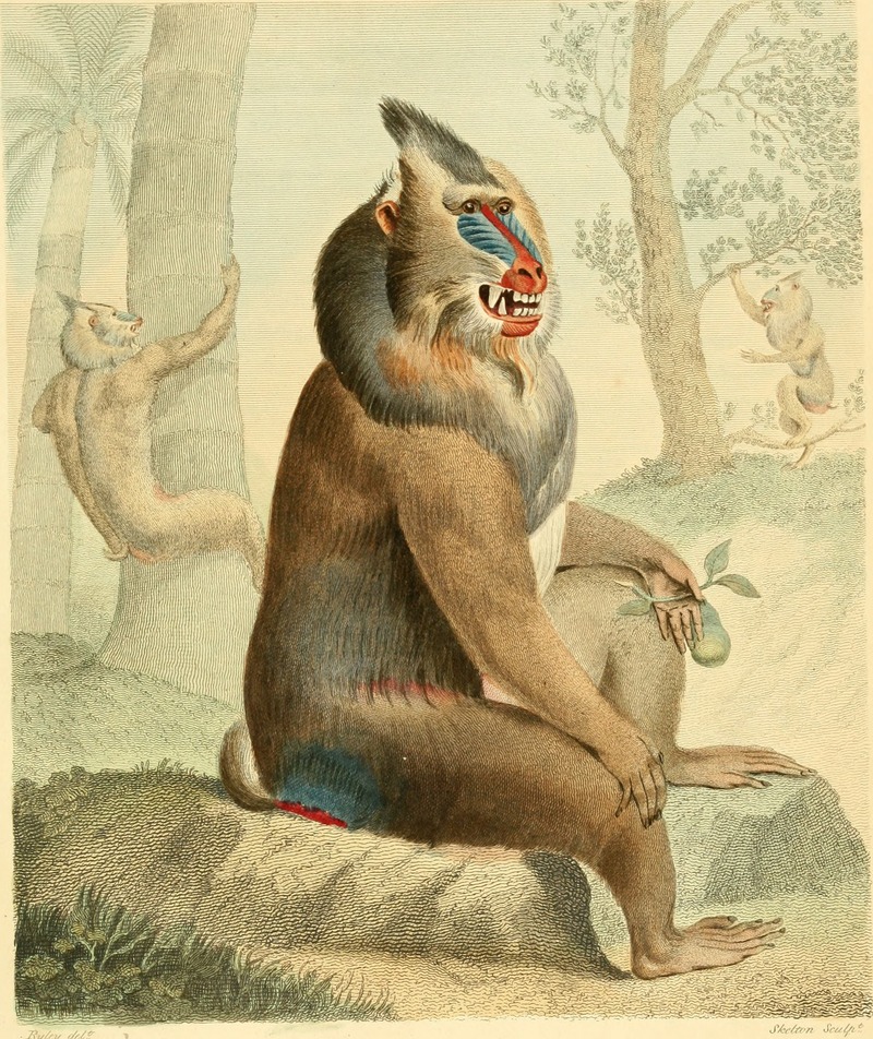 mandrill (Mandrillus sphinx); DISPLAY FULL IMAGE.