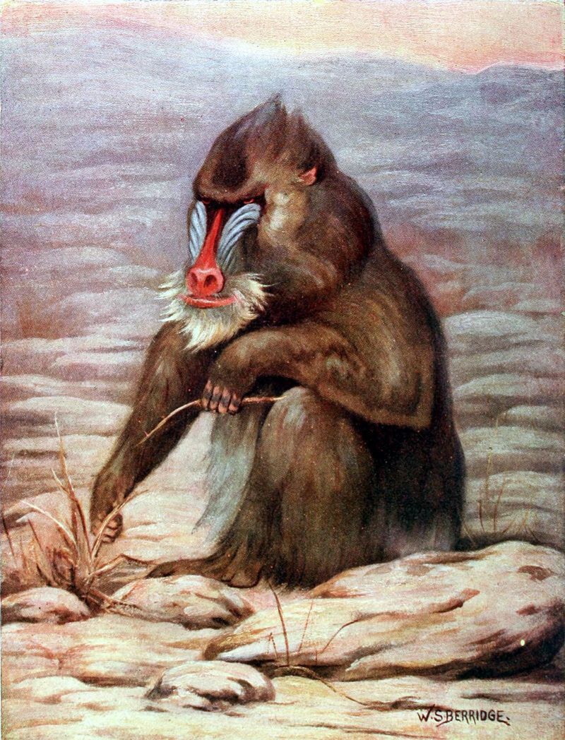 mandrill (Mandrillus sphinx); DISPLAY FULL IMAGE.