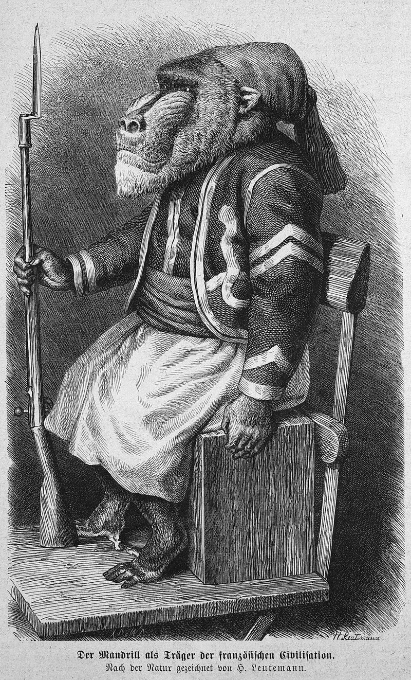mandrill (Mandrillus sphinx); DISPLAY FULL IMAGE.
