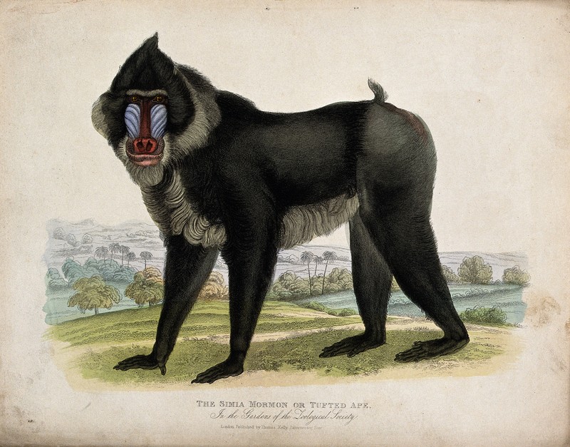 mandrill (Mandrillus sphinx); DISPLAY FULL IMAGE.