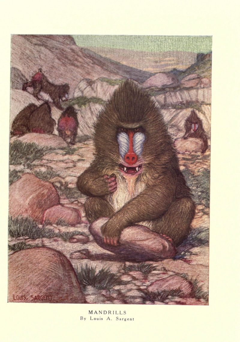 mandrill (Mandrillus sphinx); DISPLAY FULL IMAGE.