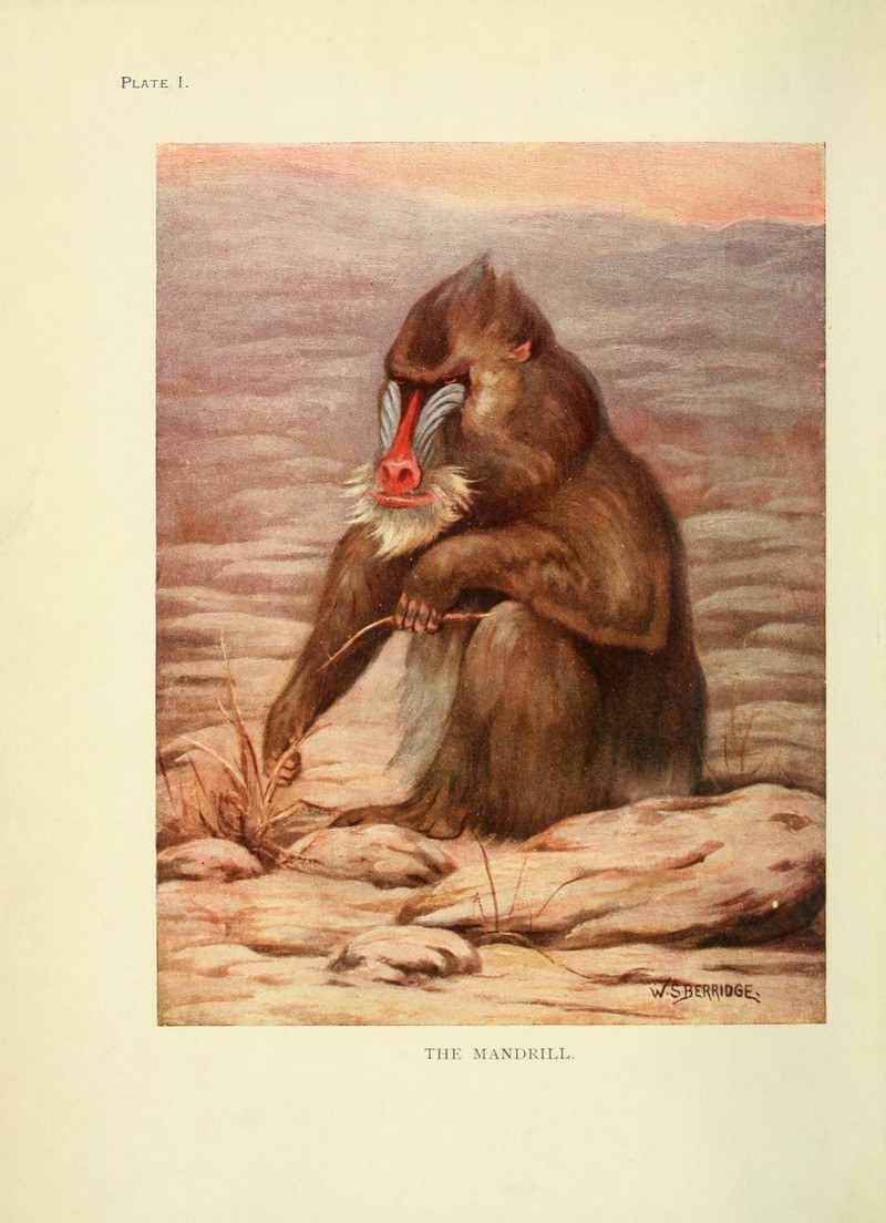 mandrill (Mandrillus sphinx); DISPLAY FULL IMAGE.