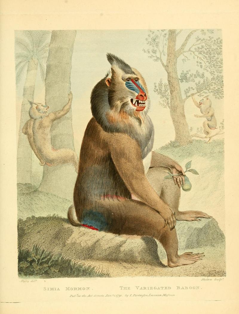 mandrill (Mandrillus sphinx); DISPLAY FULL IMAGE.