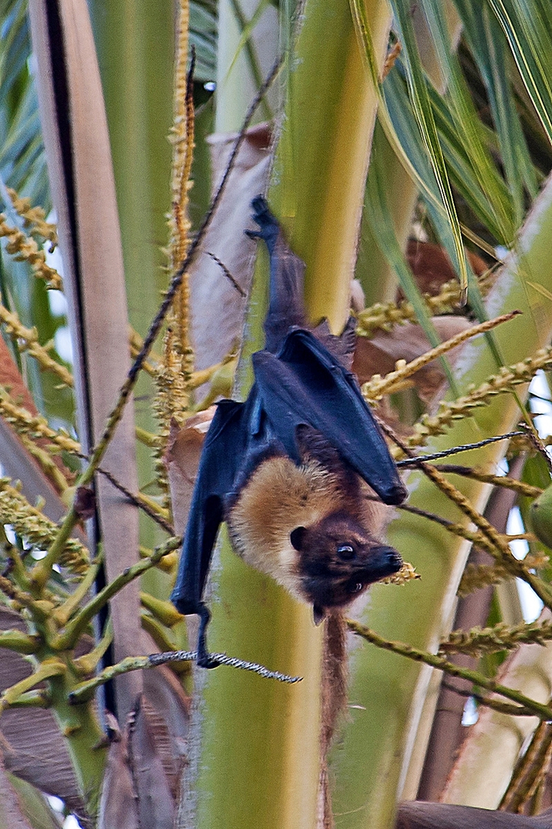 Samoan flying fox (Pteropus samoensis); DISPLAY FULL IMAGE.