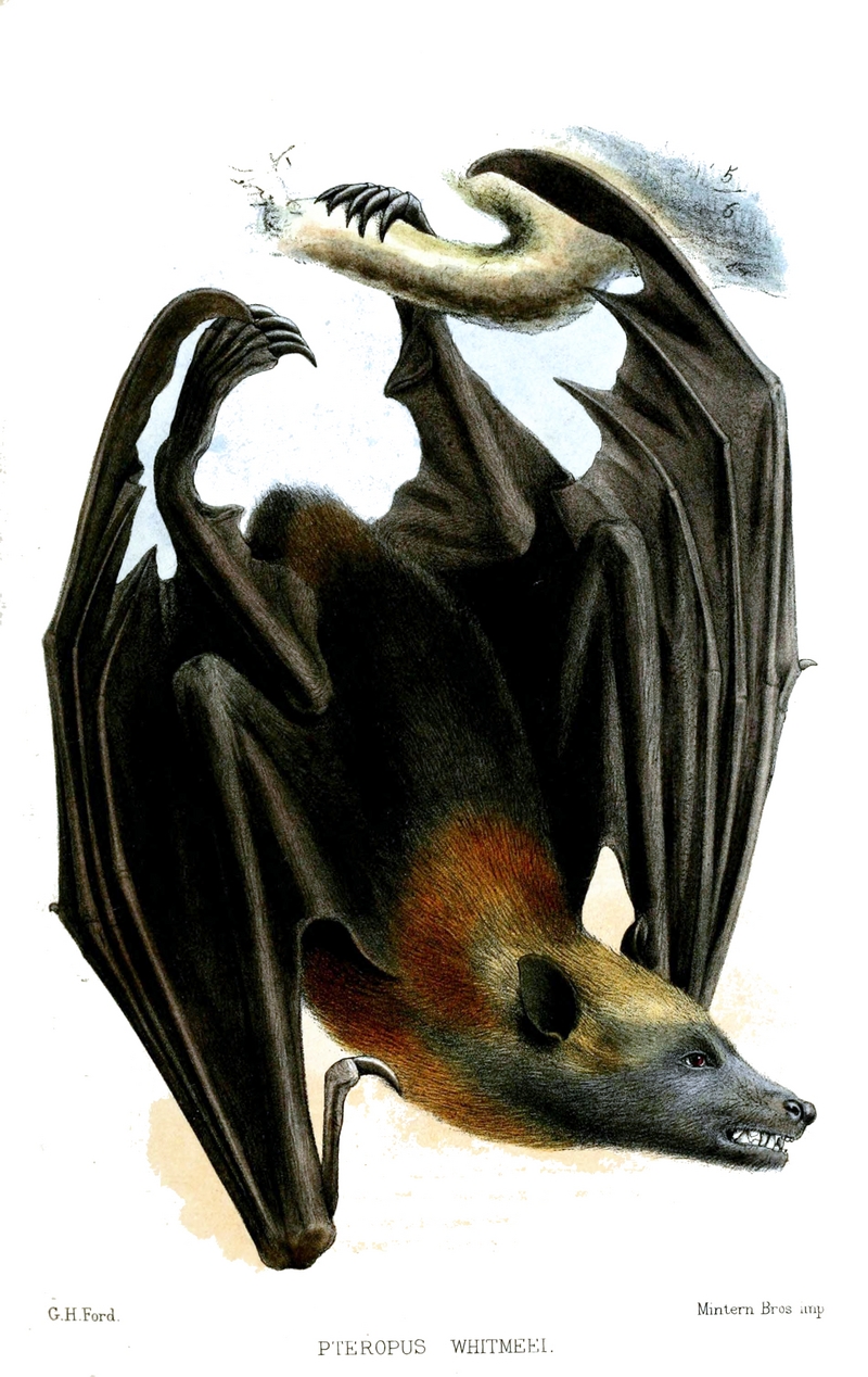 Samoan flying fox (Pteropus samoensis); DISPLAY FULL IMAGE.