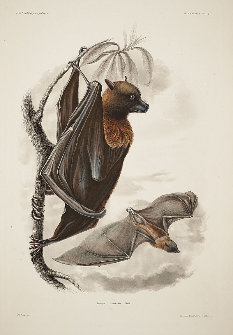 Samoan flying fox (Pteropus samoensis); DISPLAY FULL IMAGE.