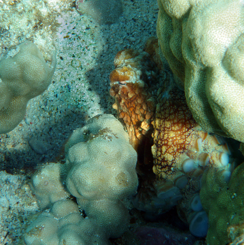 day octopus (Octopus cyanea); DISPLAY FULL IMAGE.