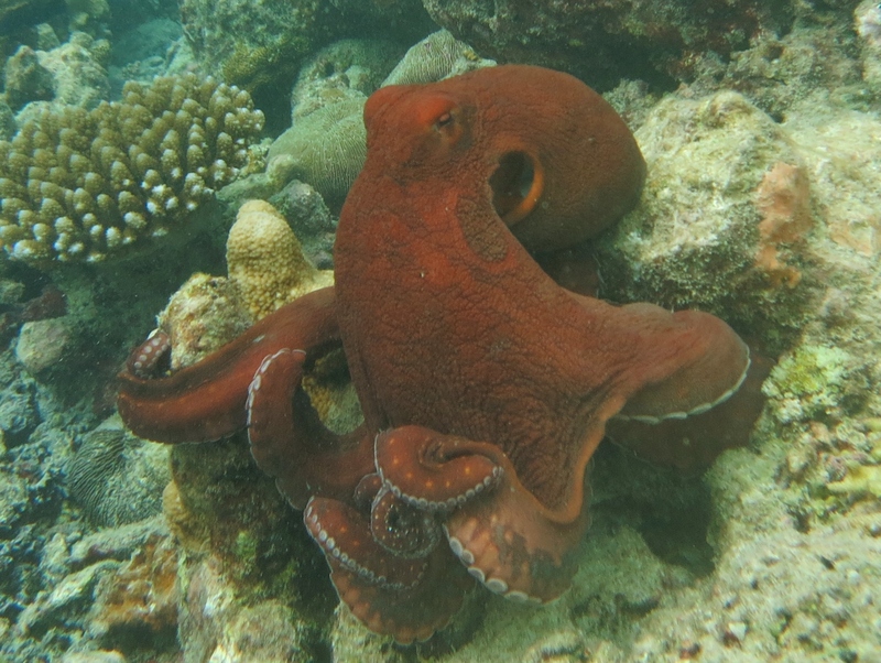 day octopus (Octopus cyanea); DISPLAY FULL IMAGE.