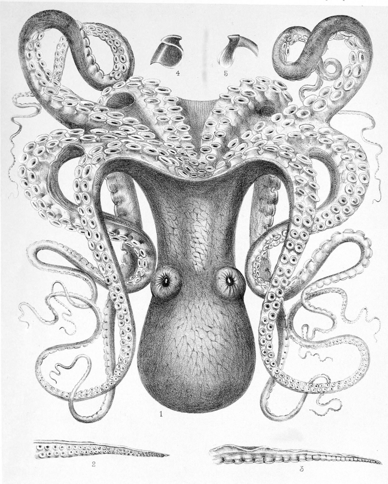 day octopus (Octopus cyanea); DISPLAY FULL IMAGE.