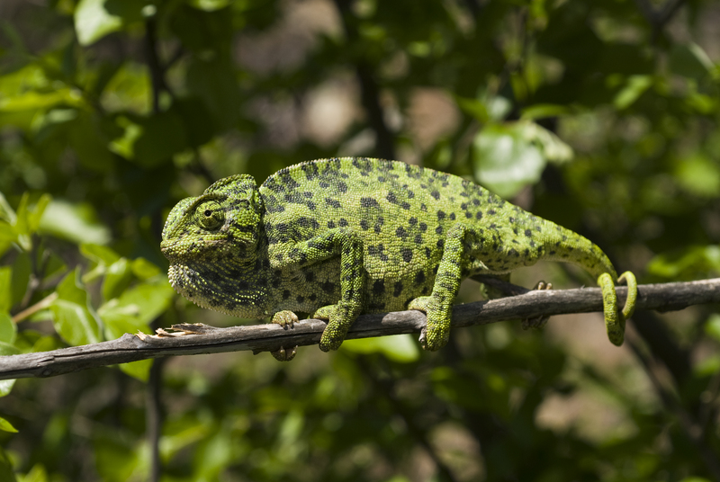 common chameleon, Mediterranean chameleon (Chamaeleo chamaeleon); DISPLAY FULL IMAGE.