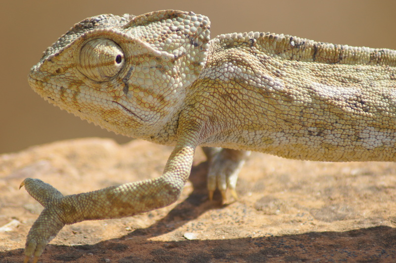 common chameleon, Mediterranean chameleon (Chamaeleo chamaeleon); DISPLAY FULL IMAGE.