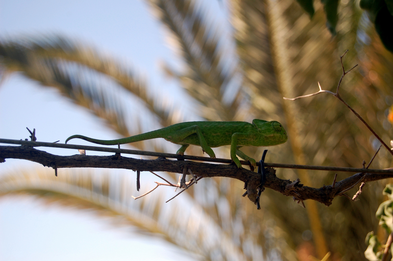 common chameleon, Mediterranean chameleon (Chamaeleo chamaeleon); DISPLAY FULL IMAGE.