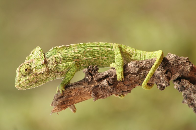 common chameleon, Mediterranean chameleon (Chamaeleo chamaeleon); DISPLAY FULL IMAGE.