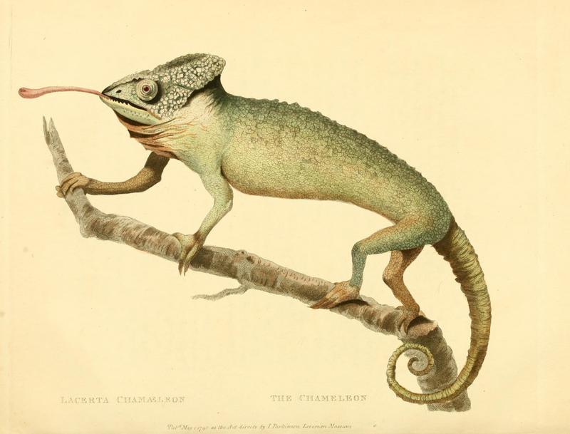 common chameleon, Mediterranean chameleon (Chamaeleo chamaeleon); DISPLAY FULL IMAGE.