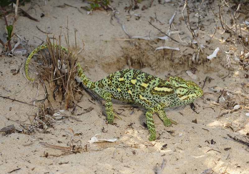 African chameleon (Chamaeleo africanus); DISPLAY FULL IMAGE.