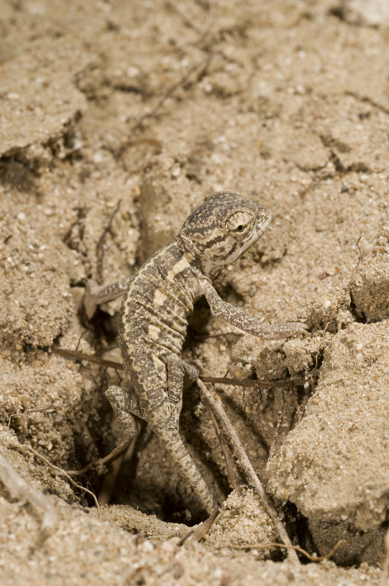African chameleon (Chamaeleo africanus); DISPLAY FULL IMAGE.