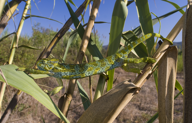 African chameleon (Chamaeleo africanus); DISPLAY FULL IMAGE.