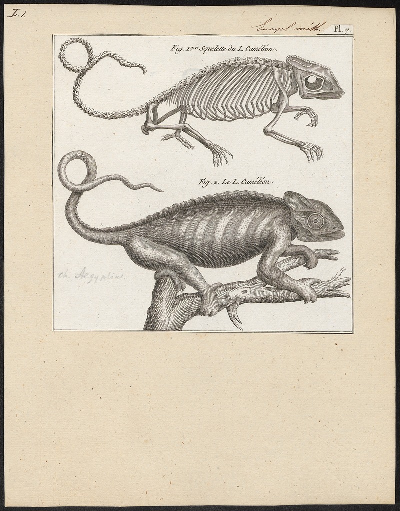 African chameleon (Chamaeleo africanus); DISPLAY FULL IMAGE.