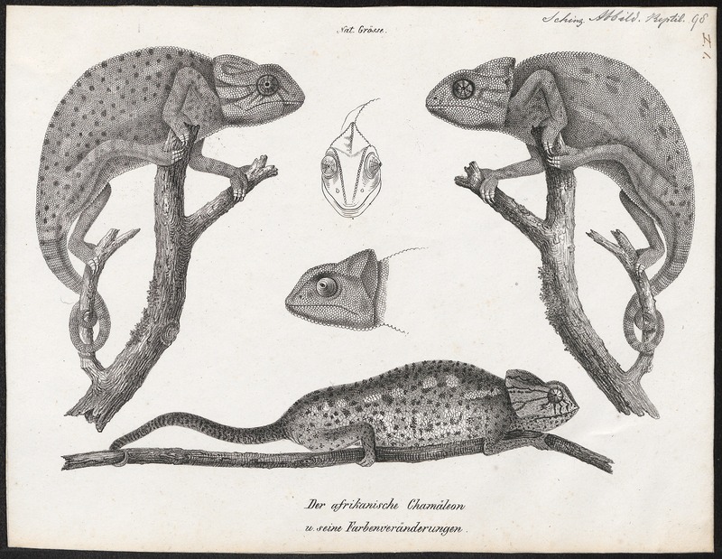 African chameleon (Chamaeleo africanus); DISPLAY FULL IMAGE.