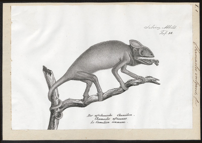 African chameleon (Chamaeleo africanus); DISPLAY FULL IMAGE.