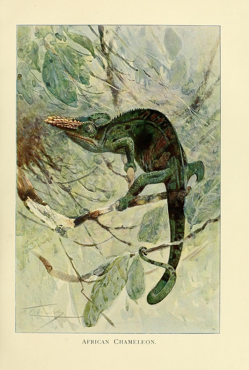 African chameleon (Chamaeleo africanus); DISPLAY FULL IMAGE.