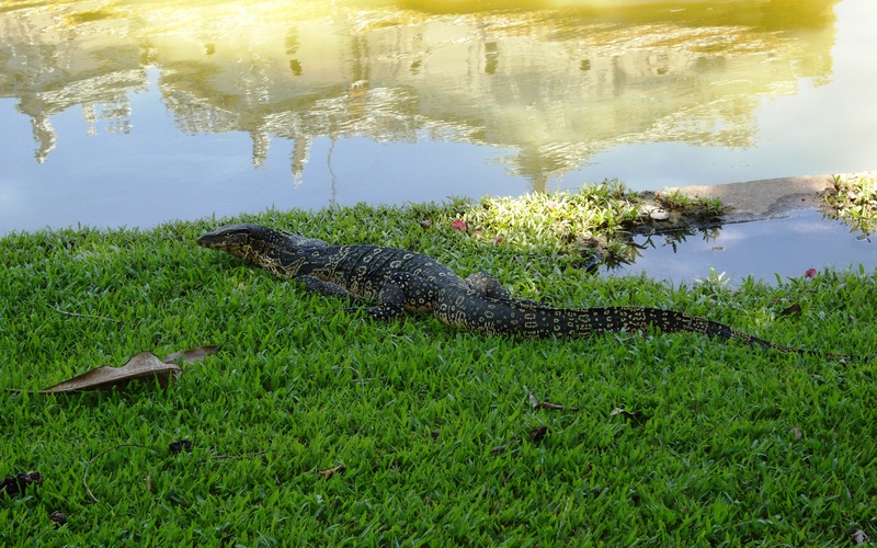 Southeast Asian water monitor (Varanus salvator macromaculatus); DISPLAY FULL IMAGE.