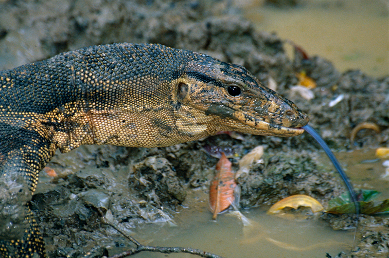 Southeast Asian water monitor (Varanus salvator macromaculatus); DISPLAY FULL IMAGE.