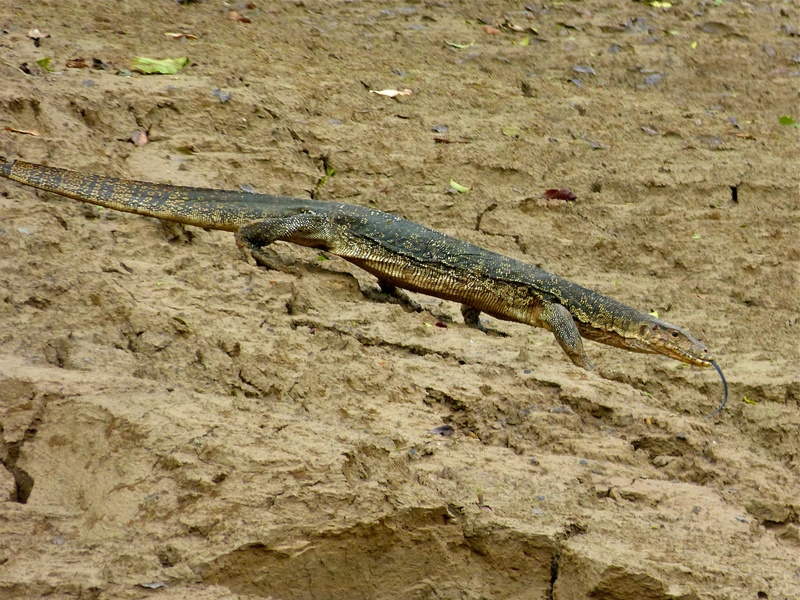 Southeast Asian water monitor (Varanus salvator macromaculatus); DISPLAY FULL IMAGE.