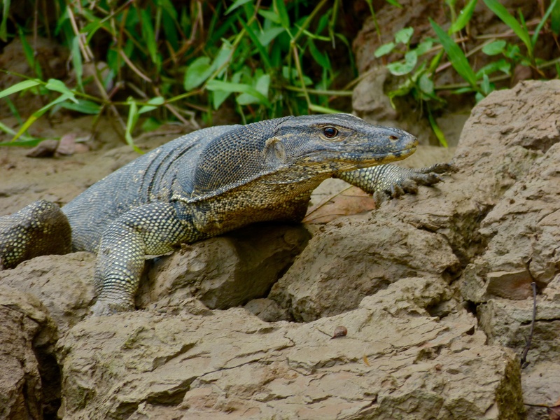 Southeast Asian water monitor (Varanus salvator macromaculatus); DISPLAY FULL IMAGE.