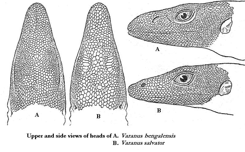 Bengal monitor (Varanus bengalensis), Asian water monitor (Varanus salvator); DISPLAY FULL IMAGE.