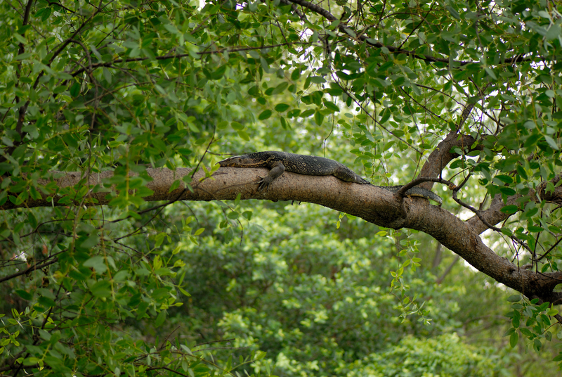 Asian water monitor (Varanus salvator); DISPLAY FULL IMAGE.