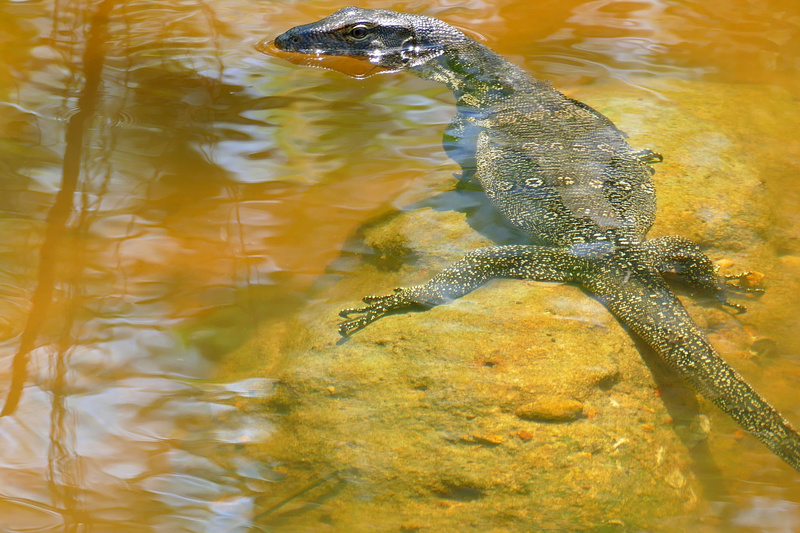 Asian water monitor (Varanus salvator); DISPLAY FULL IMAGE.