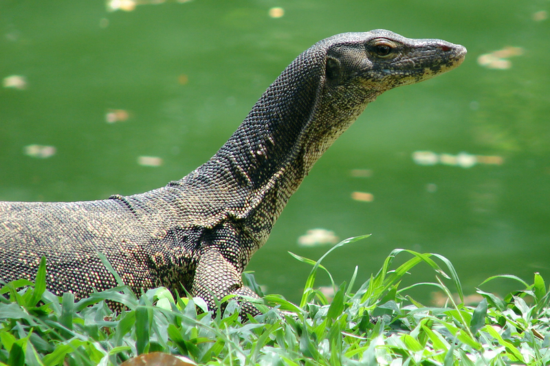 Asian water monitor, common water monitor (Varanus salvator); DISPLAY FULL IMAGE.