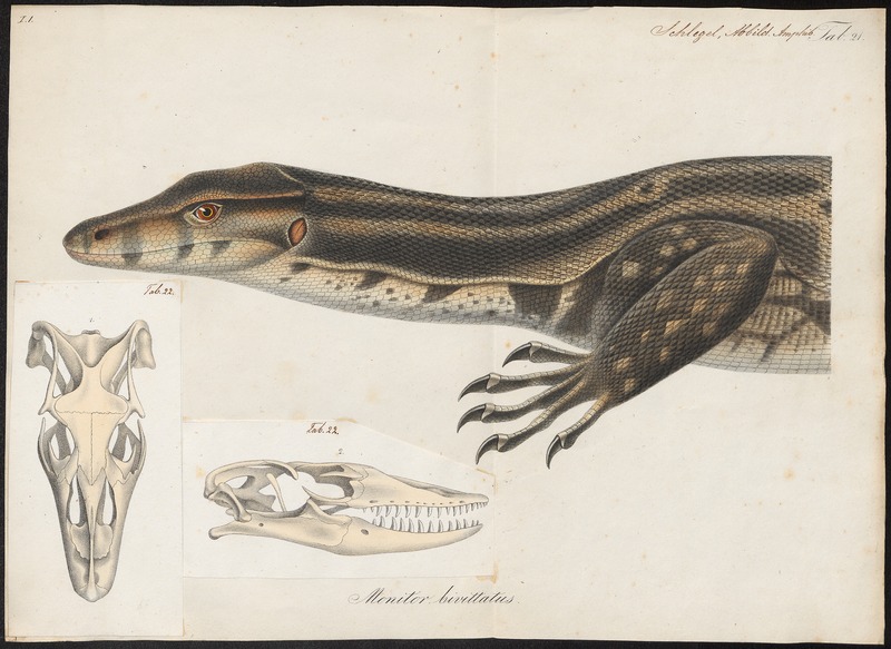 Asian water monitor (Varanus salvator); DISPLAY FULL IMAGE.