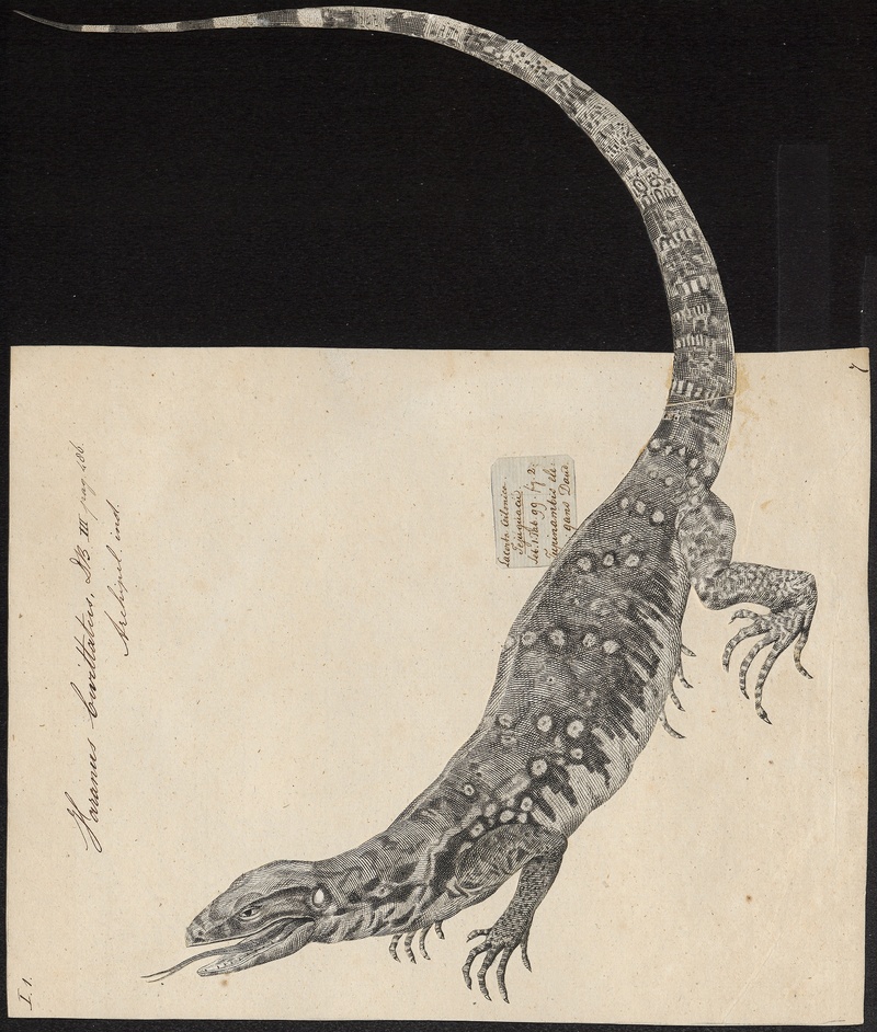 Asian water monitor (Varanus salvator); DISPLAY FULL IMAGE.