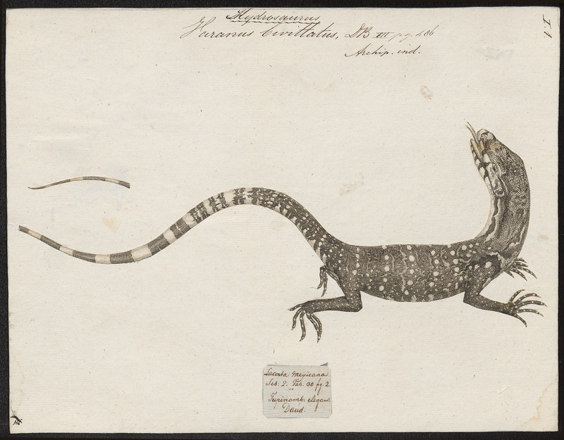 Asian water monitor (Varanus salvator); DISPLAY FULL IMAGE.