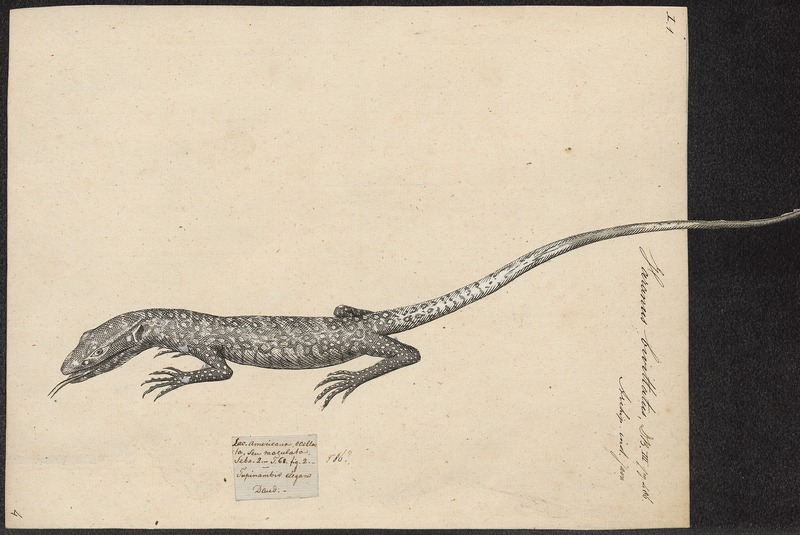 Asian water monitor (Varanus salvator); DISPLAY FULL IMAGE.