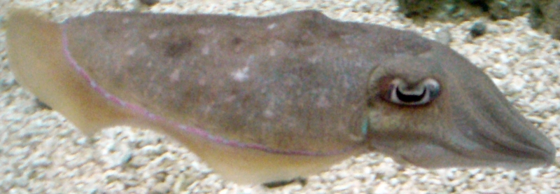 pharaoh cuttlefish (Sepia pharaonis); DISPLAY FULL IMAGE.