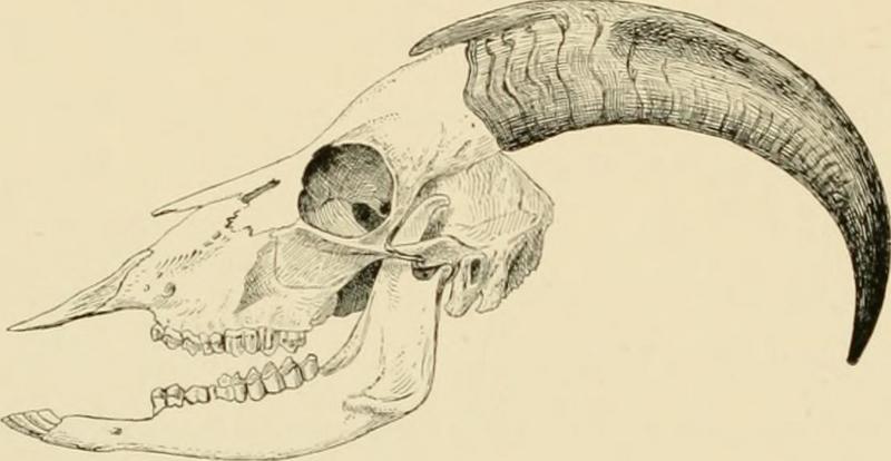 Arabian tahr (Arabitragus jayakari); DISPLAY FULL IMAGE.