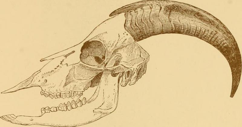 Arabian tahr (Arabitragus jayakari); DISPLAY FULL IMAGE.