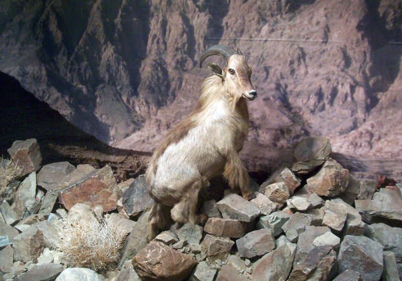 Arabian tahr (Arabitragus jayakari); DISPLAY FULL IMAGE.