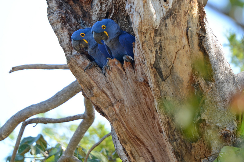 hyacinth macaw, hyacinthine macaw (Anodorhynchus hyacinthinus); DISPLAY FULL IMAGE.