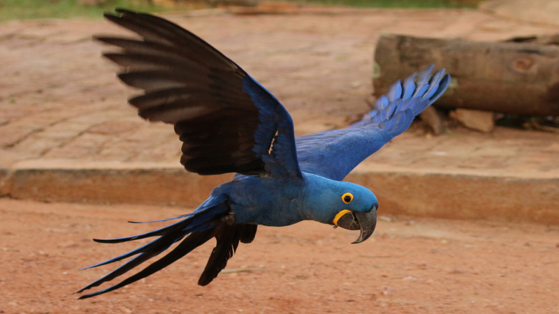 hyacinth macaw, hyacinthine macaw (Anodorhynchus hyacinthinus); DISPLAY FULL IMAGE.