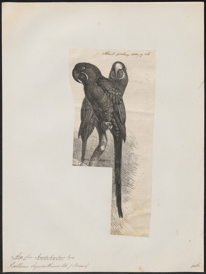 hyacinth macaw (Anodorhynchus hyacinthinus); DISPLAY FULL IMAGE.