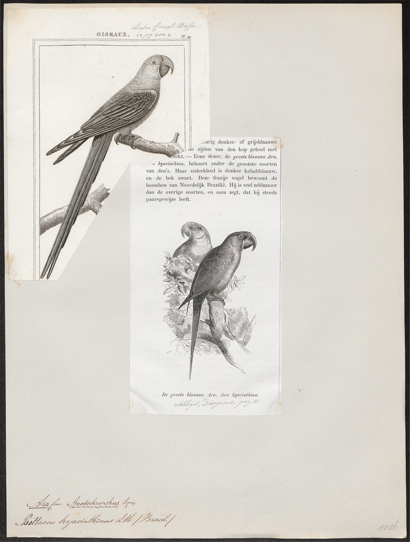 hyacinth macaw (Anodorhynchus hyacinthinus); DISPLAY FULL IMAGE.