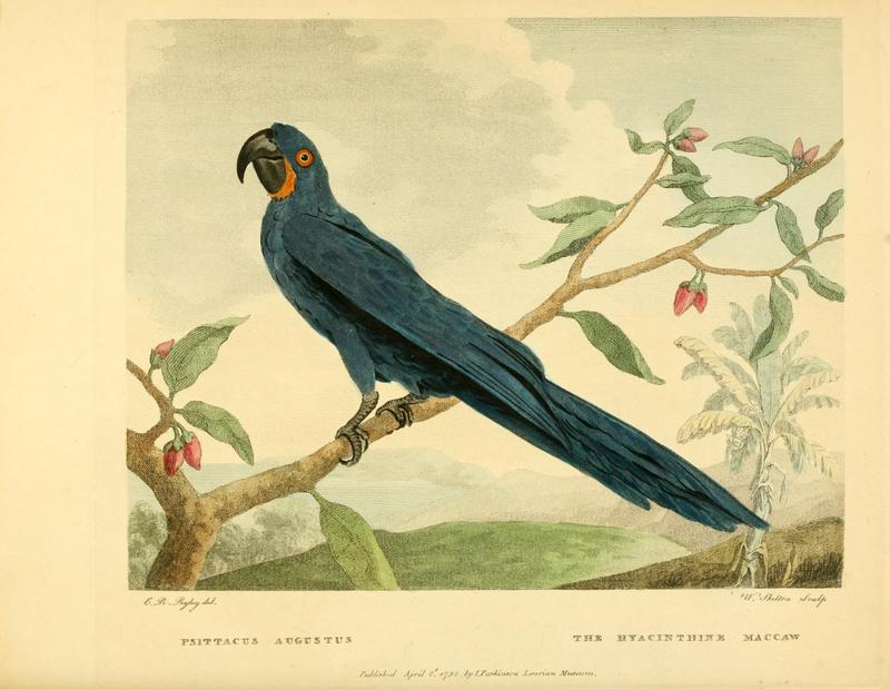 hyacinth macaw (Anodorhynchus hyacinthinus); DISPLAY FULL IMAGE.
