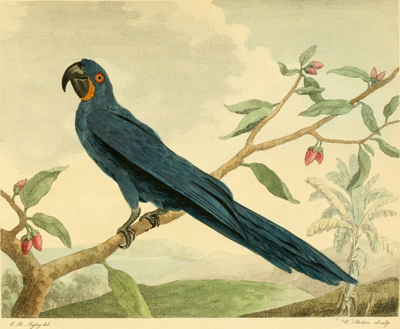 hyacinth macaw (Anodorhynchus hyacinthinus); DISPLAY FULL IMAGE.