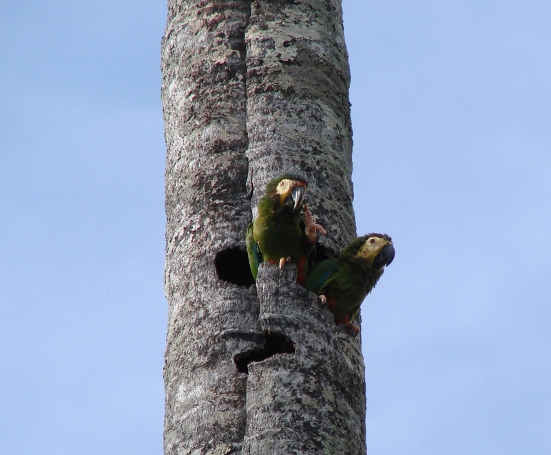 blue-winged macaw, Illiger's macaw (Primolius maracana); DISPLAY FULL IMAGE.