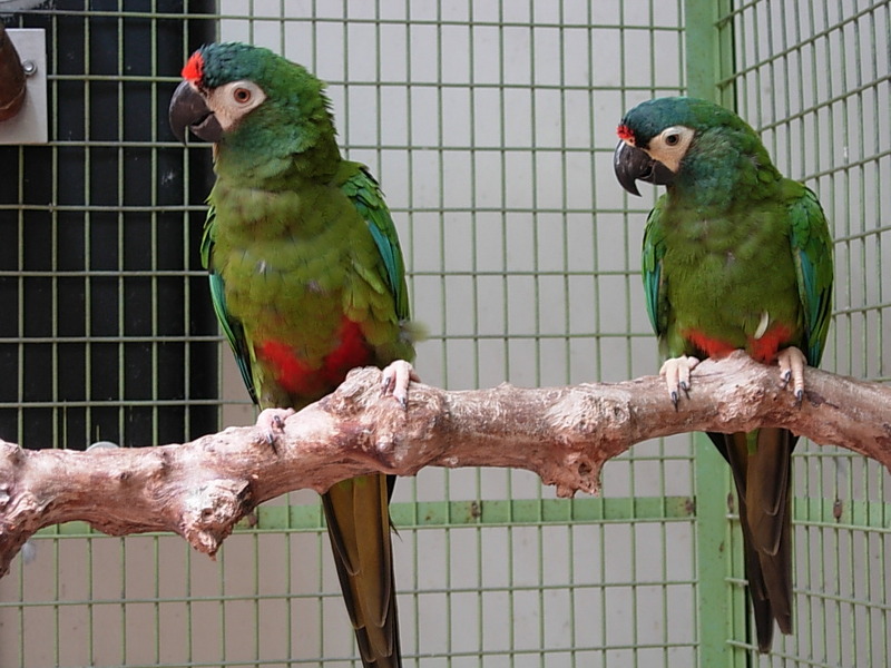 blue-winged macaw, Illiger's macaw (Primolius maracana); DISPLAY FULL IMAGE.