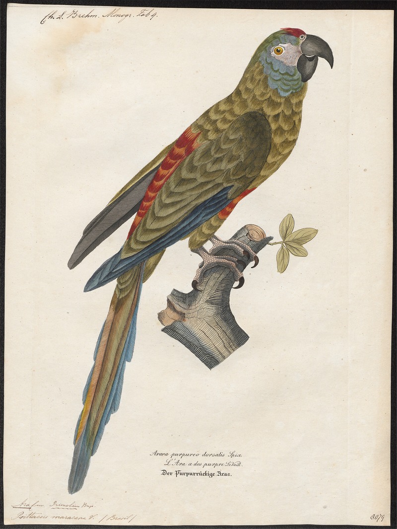 blue-winged macaw, Illiger's macaw (Primolius maracana); DISPLAY FULL IMAGE.